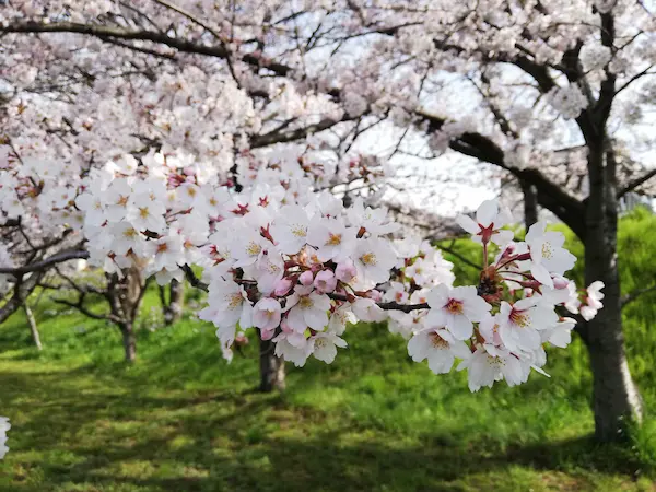 桜