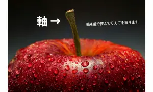 アップルのイラスト