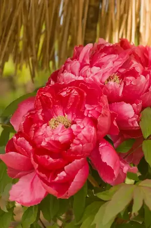 牡丹の花