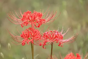 彼岸花