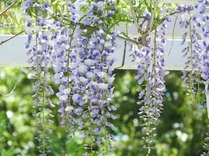 藤の花