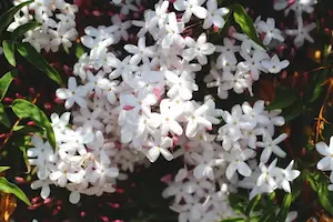 ジャスミンの花