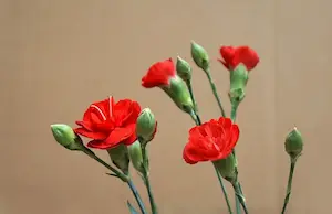 カーネーション