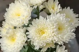 菊の花