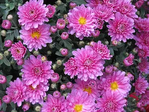 菊の花