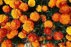 マリーゴールドの花