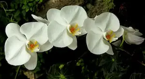 欄の花