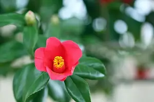 椿の花