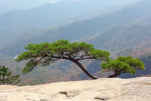 山の松